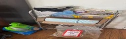 Budgerigars birds for sale: Large cage & 3 Budgies   in Bristol - Advert 8