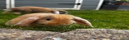 Mini Lop rabbits for sale: 2 Mini Lops - Advert 8