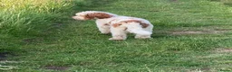 Mixed Breed dogs for sale: Beautiful Adult Australian Double Doodle  - Advert 3