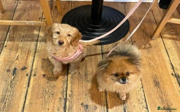 Mini Goldendoodle dogs for sale: Mini Goldendodole girls for sale - Image 5