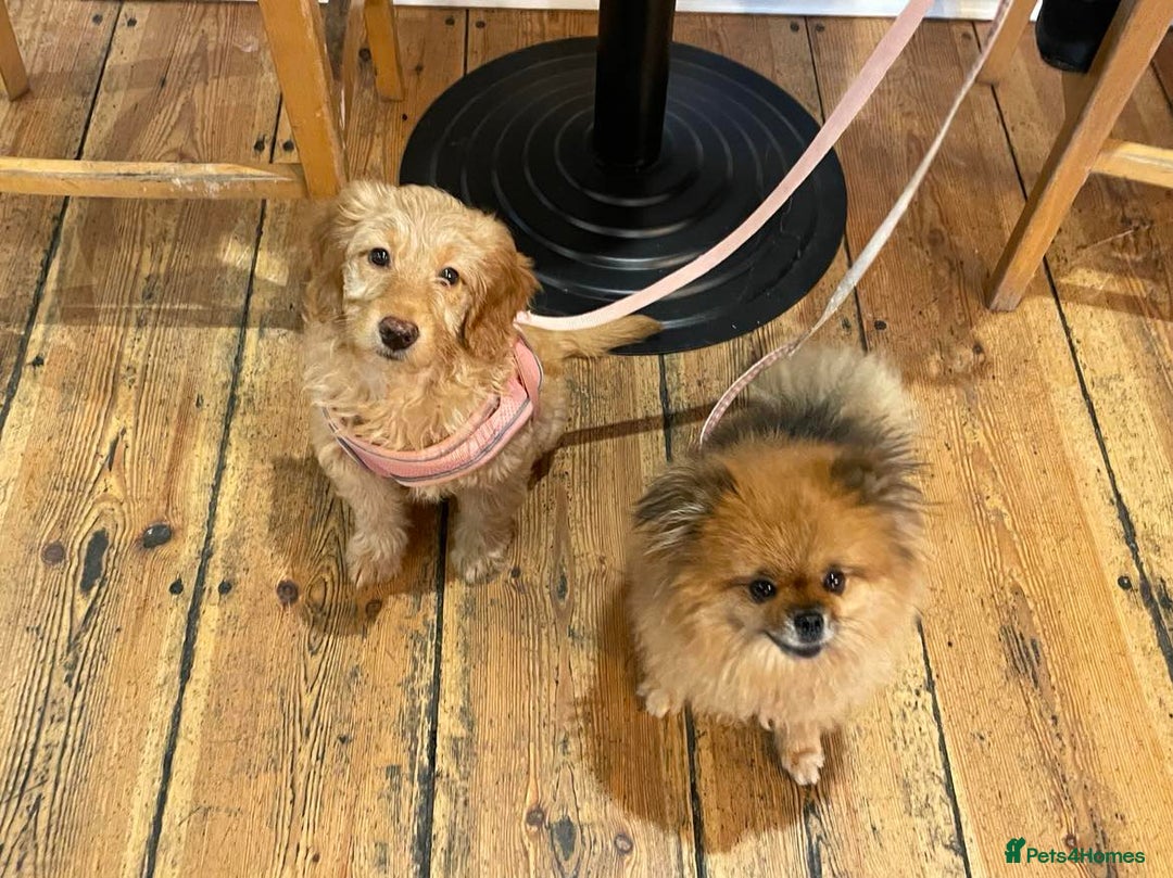 Mini Goldendoodle dogs for sale: Mini Goldendodole girls for sale - Image 5