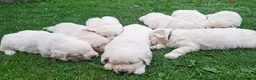 Golden Retriever dogs for sale: Golden Retriever Puppies  - Advert 5