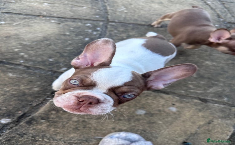 French Bulldog dogs - Advert 16