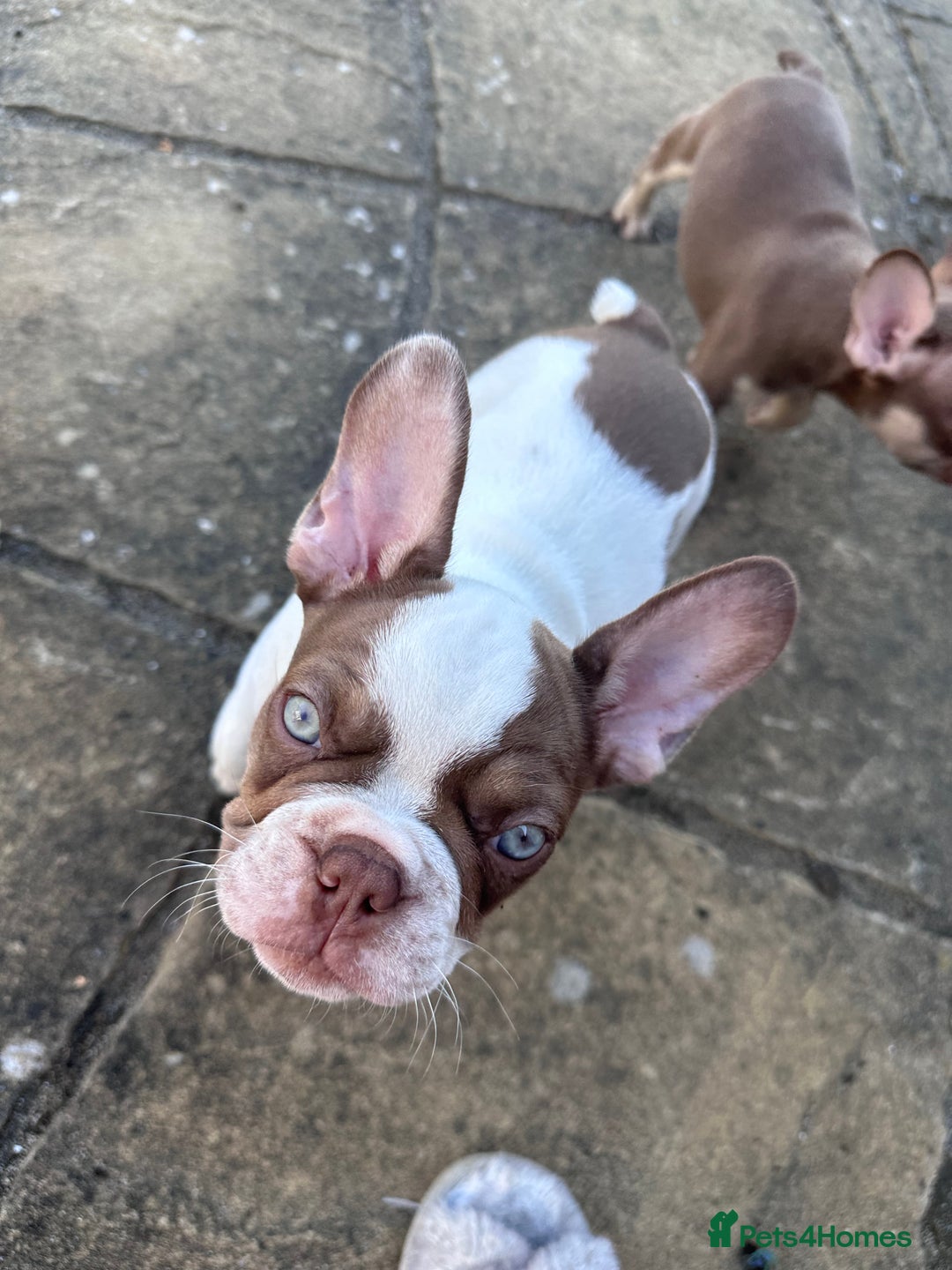 French Bulldog dogs for sale: 1 BOY LEFT KC  - Image 1