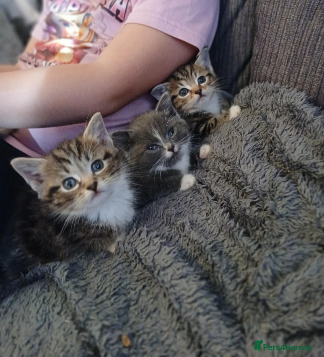 Maine Coon cats for sale: Beautiful cross kittens  - Advert 18