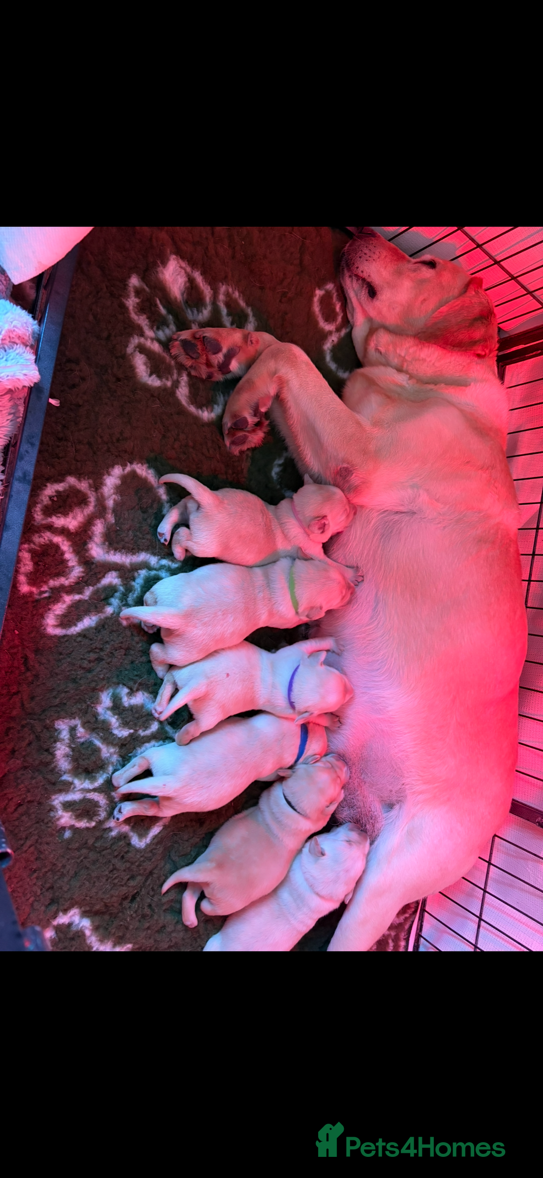 Labrador Retriever dogs for sale: Stunning litter of Labrador puppies - Advert 2