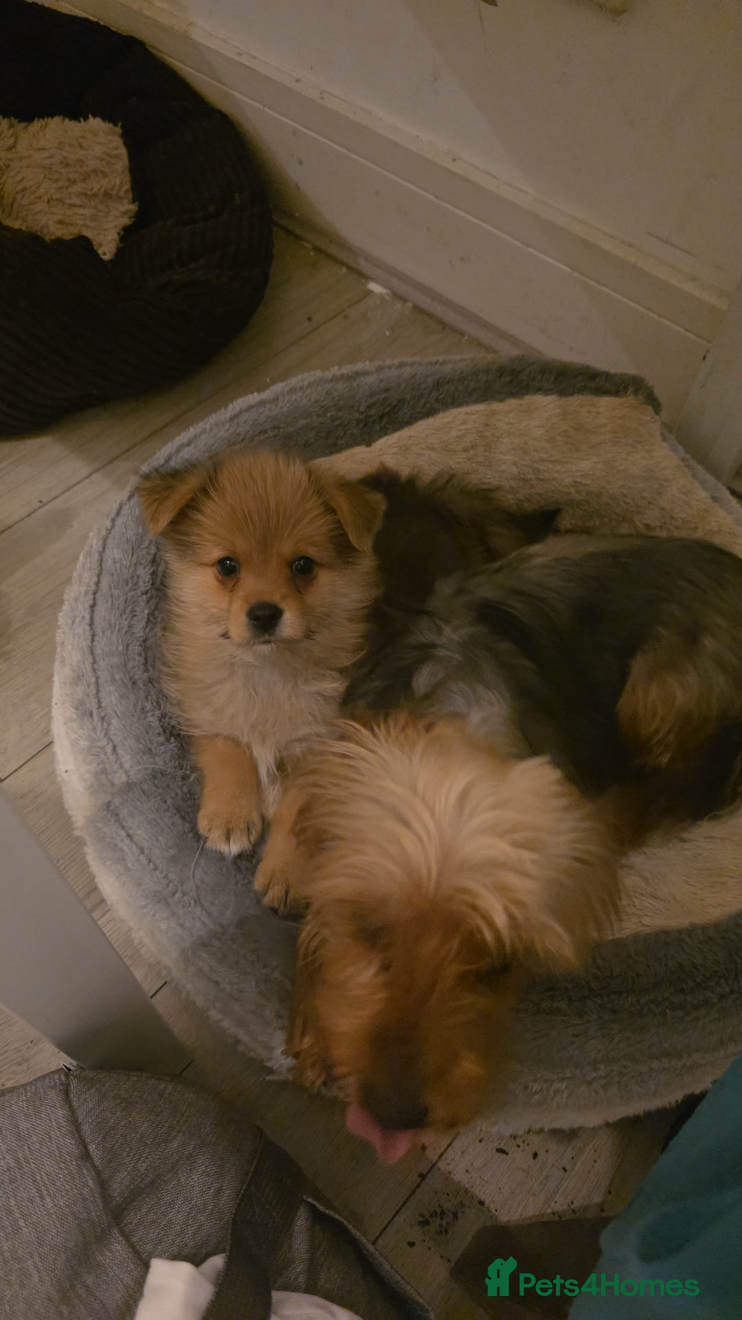 Mixed Breed dogs for sale: Yorkie-pom puppies Last boy left! - Advert 13