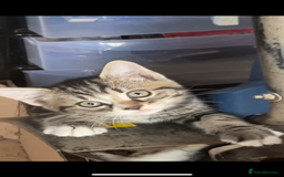 Mixed Breed cats for sale: Maine coon mixed breed - Image 11