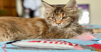 Maine Coon cats Beautiful Maine Coon Female - Advert 7