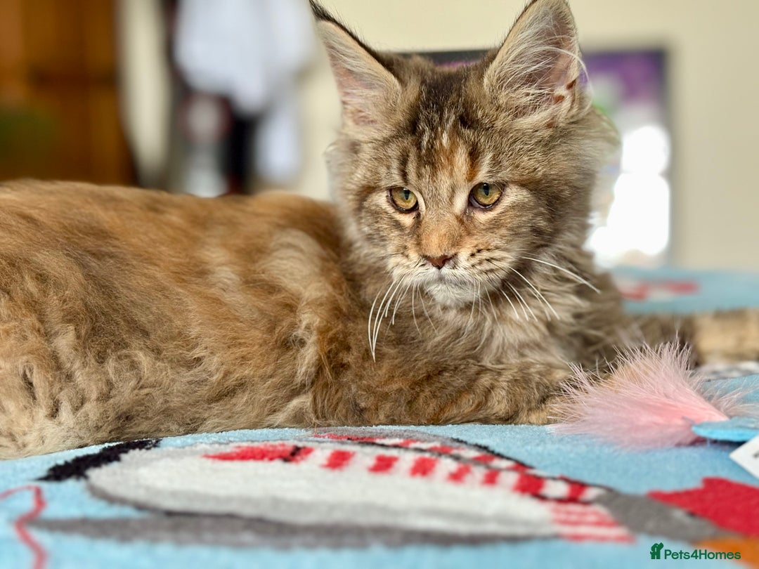 Maine Coon cats for sale: Beautiful Maine Coon Female - Advert 2