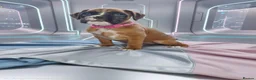 Boxer dogs for sale: 4 k.c boxer puppies ready for there new homes  in Sowerby Bridge - Advert 10