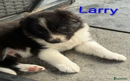Border Collie dogs for sale: Red and white border collie/Sheepdog Pups - Image 6