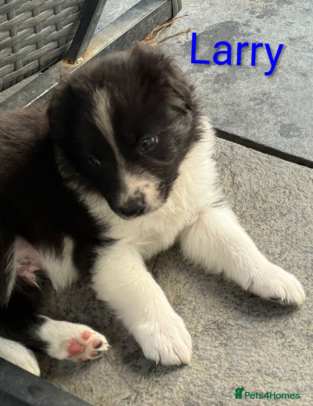 Border Collie dogs for sale: Red and white border collie/Sheepdog Pups - Image 6