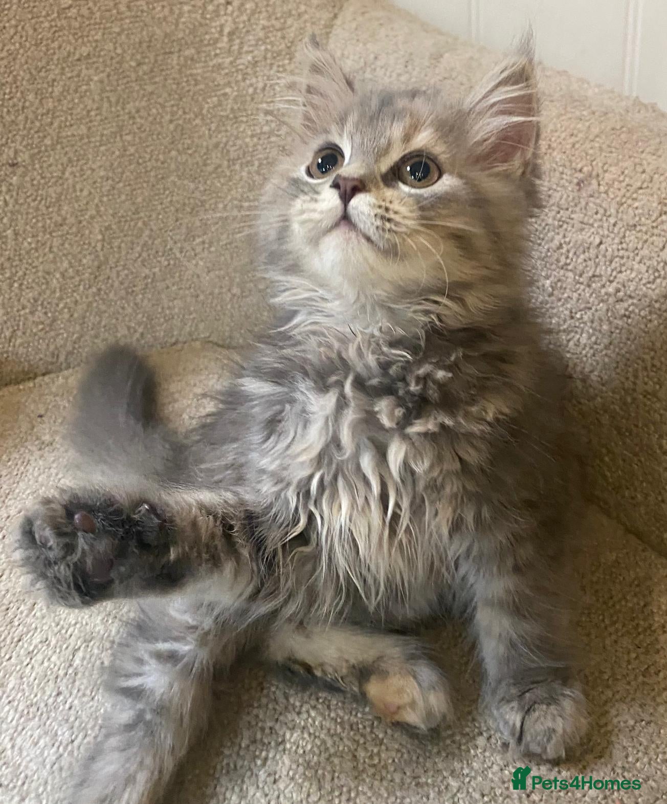 Maine Coon cats 3 x gorgeous Maine Coon kittens ready to leave. - Advert 1
