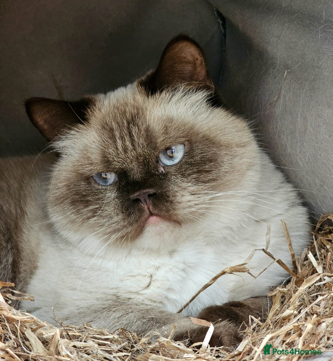 British Shorthair cats for sale: Lovely BSH Chocolate Colourpoint girl - Image 1