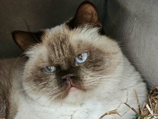 British Shorthair cats - Advert 20