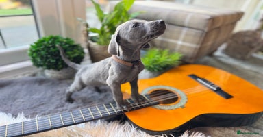 Weimaraner dogs 🐶🐾Adorable KC Registered Weimaraner Puppies🐶🐾 - Advert 1