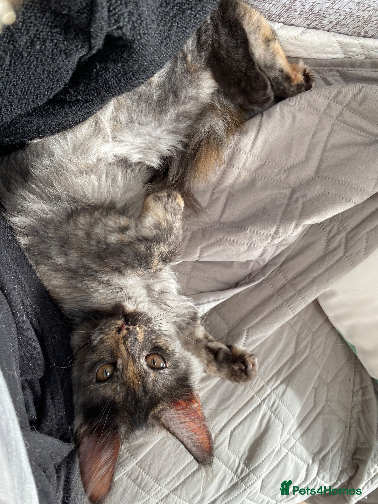 Maine Coon cats Beautiful Pedigree Main Coon Kittens Ready - Advert 2