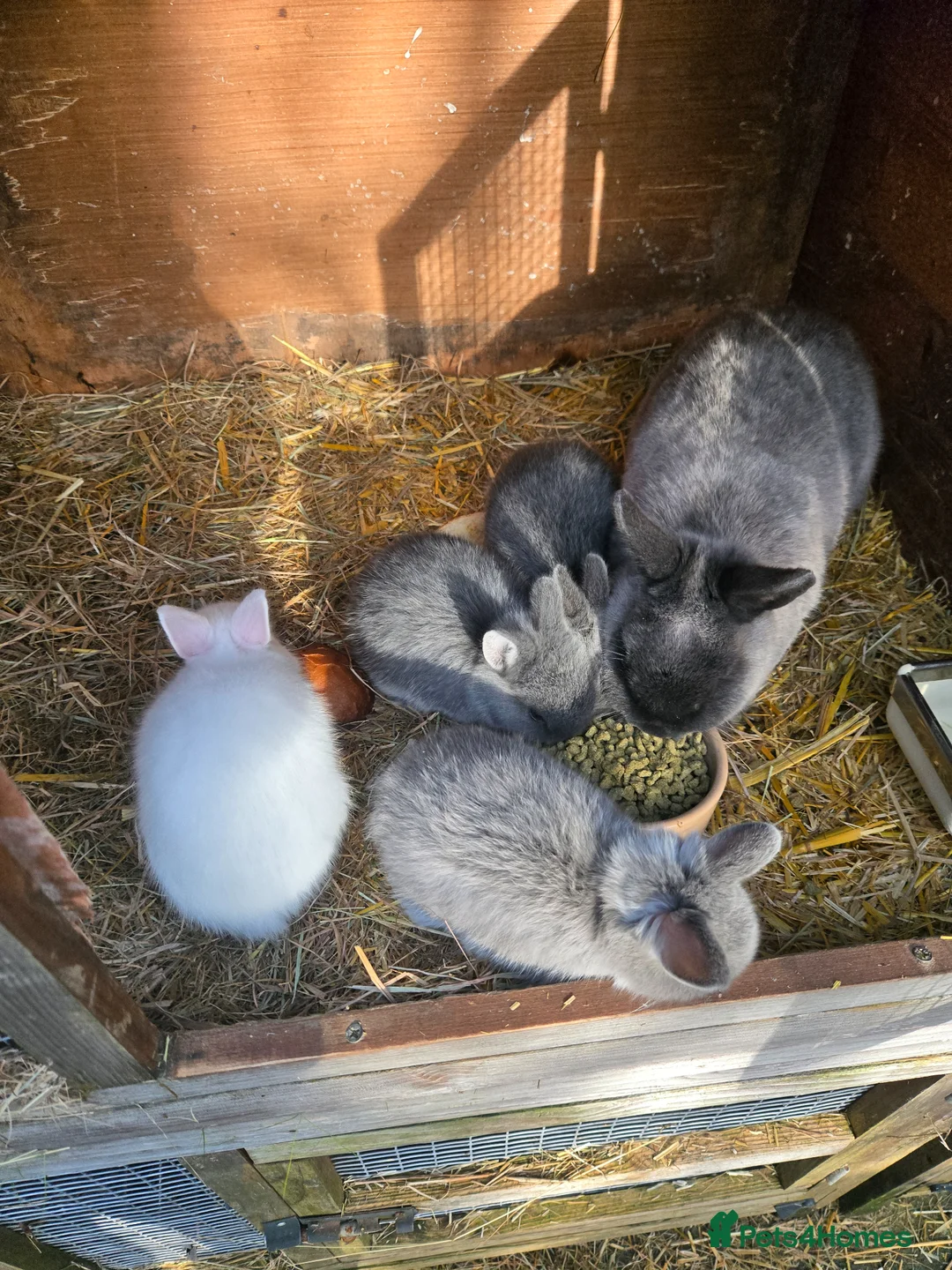 Netherland Dwarf rabbits for sale: Nertherland Smoke Pearl Babies - Advert 2