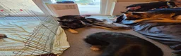 German Shepherd dogs for sale: READY NOW 3 female super KC registered GSD puppies - Advert 8