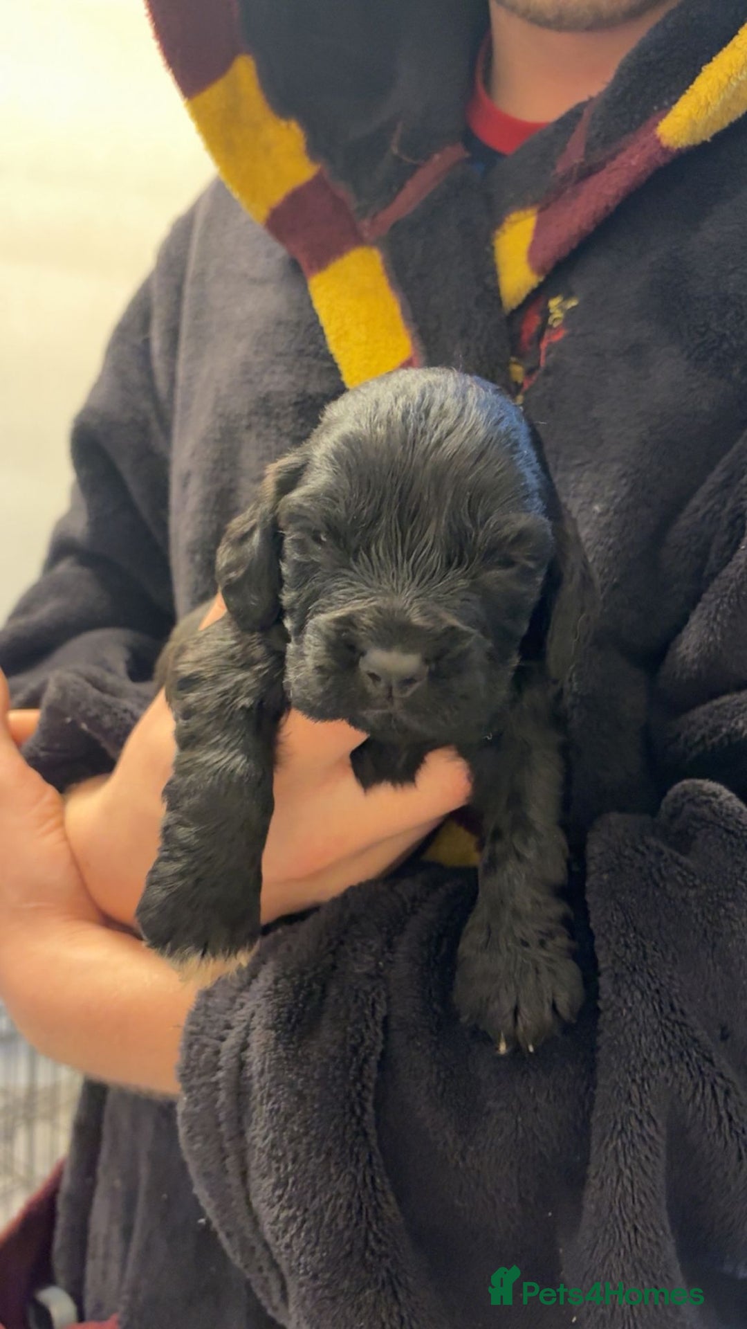 Cocker Spaniel dogs for sale: Cocker spaniel puppies - Advert 4