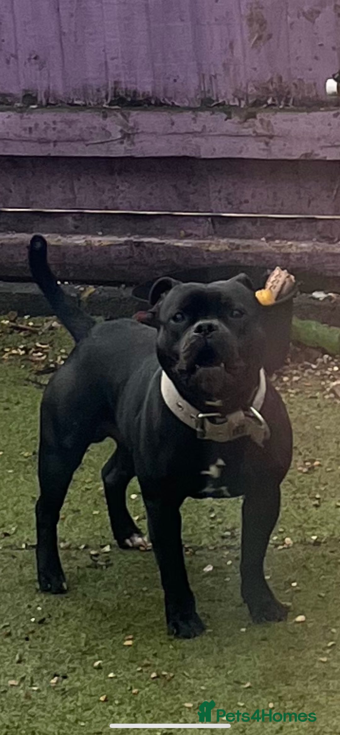 Staffordshire Bull Terrier dogs for stud: Stud dutys only has been proven - Image 4