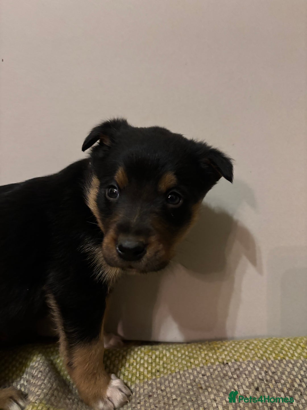 Border Collie dogs for sale: Puppies for sale  - Advert 2