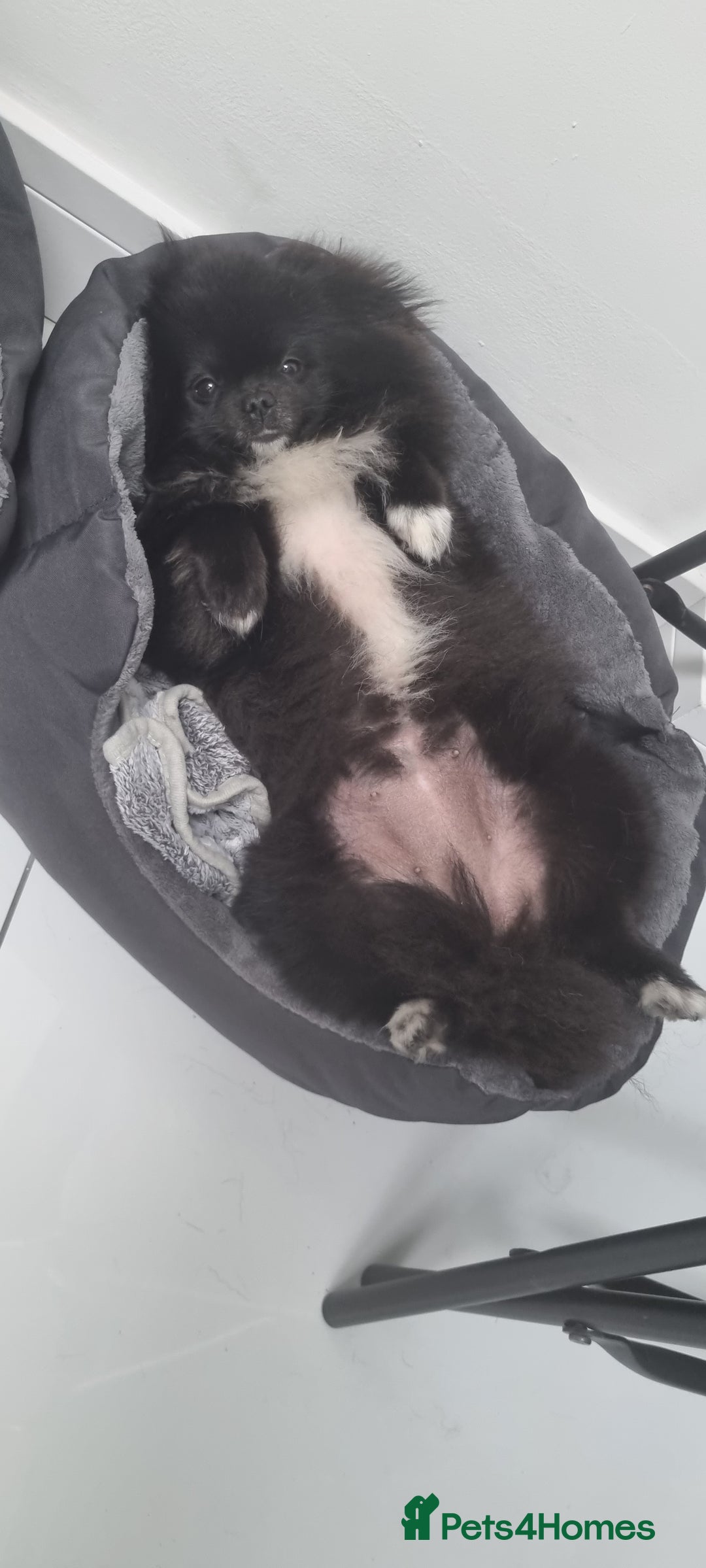 Pomeranian dogs for sale: 2 pomeranian bitches for sale - Image 11
