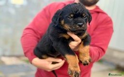 Rottweiler dogs for sale: 5 Generation pedigree  in Lanark - Image 13