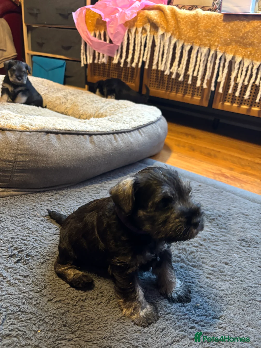 Miniature Schnauzer dogs for sale: Stunning Puppies - Advert 7