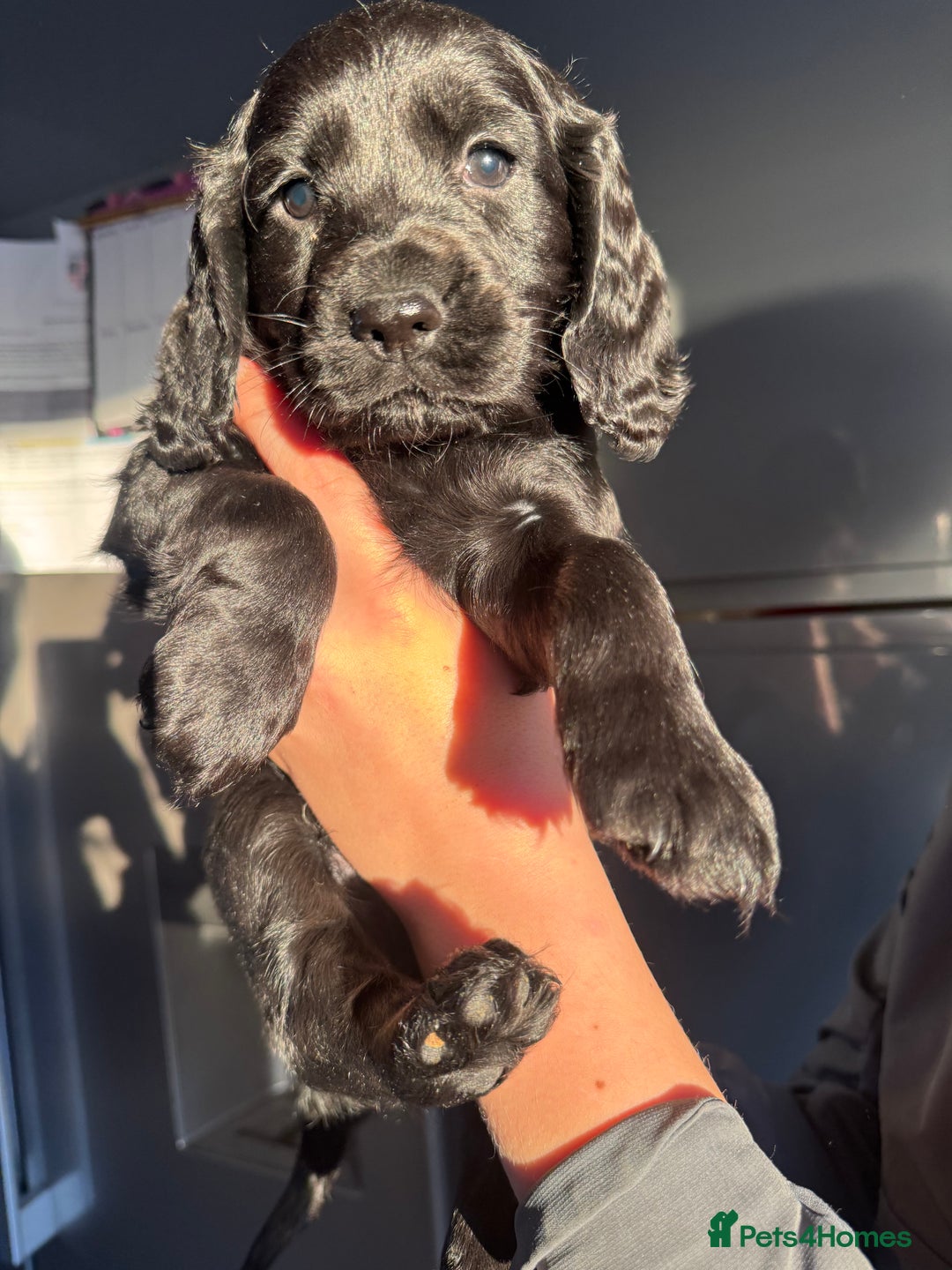 Cockapoo dogs for sale: Beautiful black F1B cockapoo boy ready next week  - Advert 5