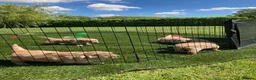 Golden Retriever dogs for sale: Beautiful retriever puppies - Advert 4