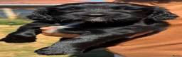 Sprocker dogs for sale: Sprocker spaniel  - Advert 28