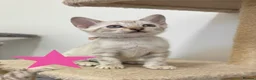 Bengal cats for sale: Pedigree Snow Glittery Bengals  - Advert 7