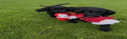 Flat coated Retriever dogs for sale: Two stunning black Flatcoats puppies for sale  - Advert 4