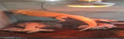 Bearded Dragon reptiles for sale: 3 year old bearded dragon for sale with vivarium  in Birmingham - Advert 3