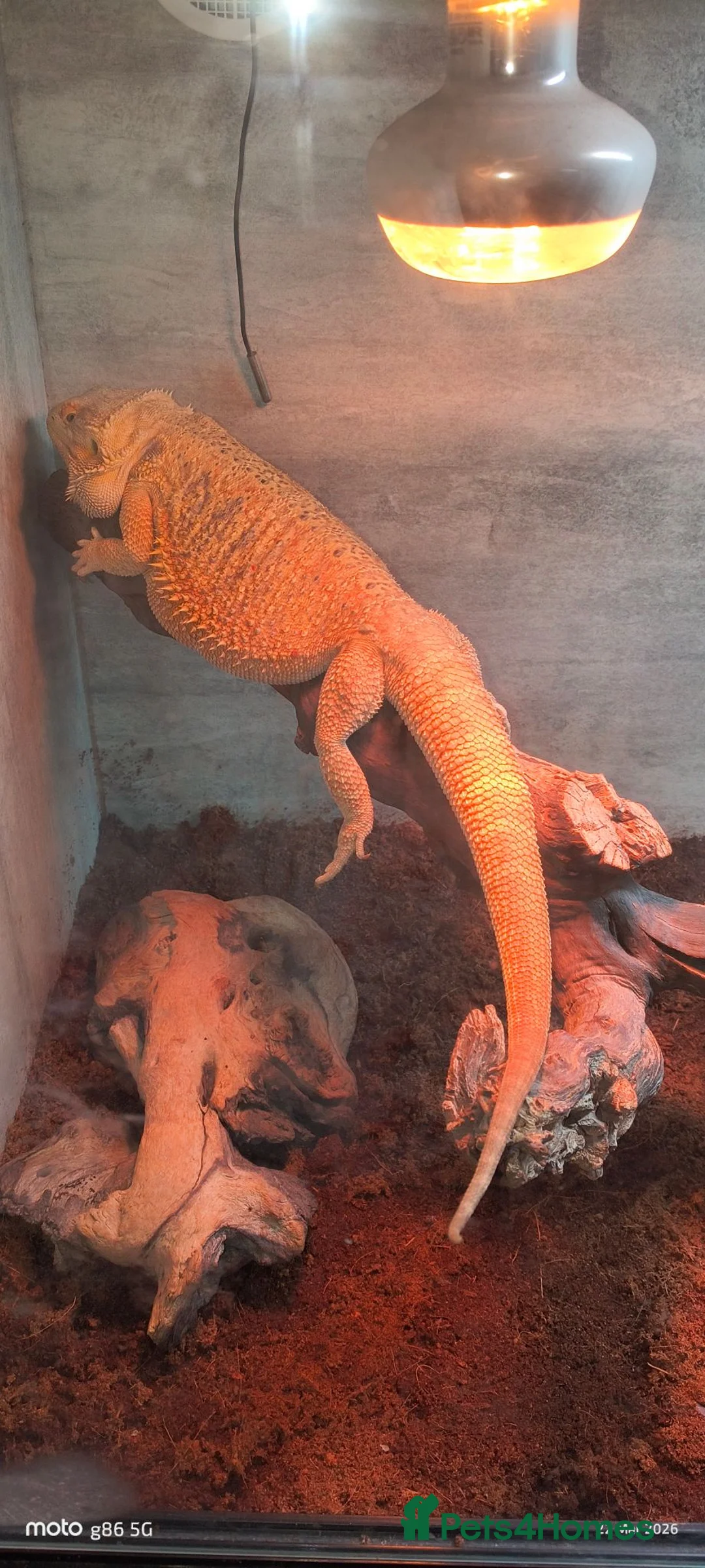 Bearded Dragon reptiles for sale: 3 year old bearded dragon for sale with vivarium  in Birmingham - Advert 3