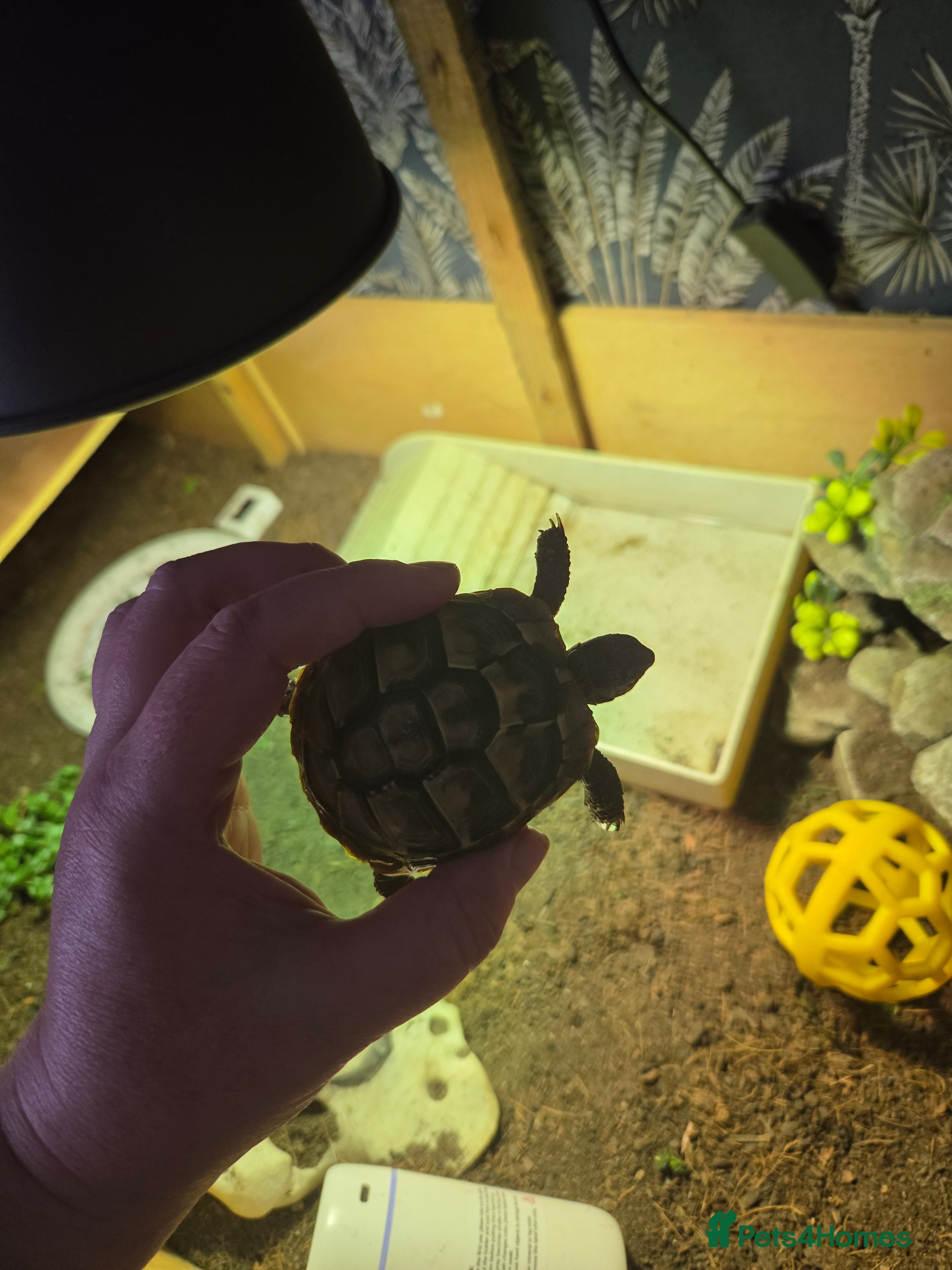 Hermann Tortoise reptiles Hermann tortoise and table and light  - Advert 1