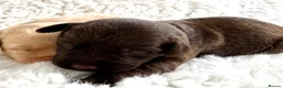 Labrador Retriever dogs for sale: Health Tested KC Registered Labrador Pups - Advert 7