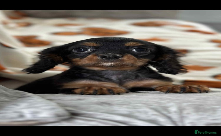 Cavalier King Charles Spaniel dogs Stunning DNA CLEAR Cavalier Pups - Advert 6