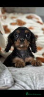 Cavalier King Charles Spaniel dogs Stunning DNA CLEAR Cavalier Pups - Advert 11