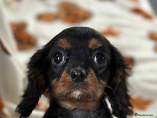 Cavalier King Charles Spaniel dogs Stunning DNA CLEAR Cavalier Pups - Advert 2