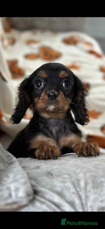 Cavalier King Charles Spaniel dogs Stunning DNA CLEAR Cavalier Pups - Advert 6