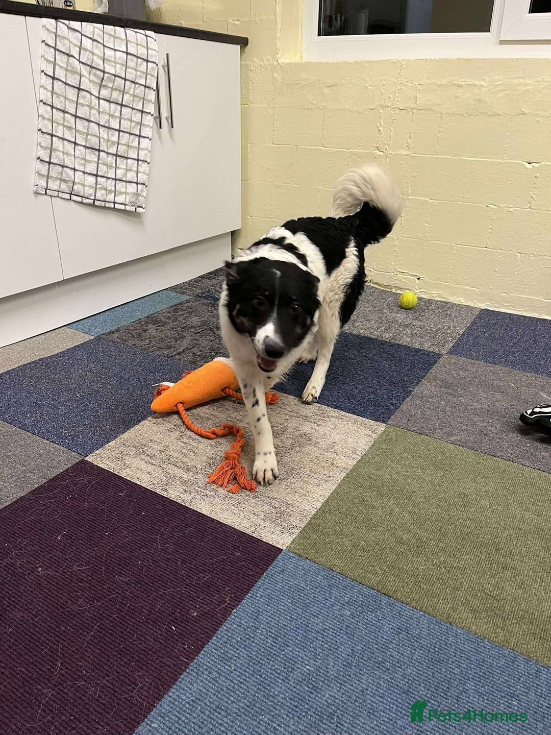 Mixed Breed dogs for adoption: TILLY - Advert 2