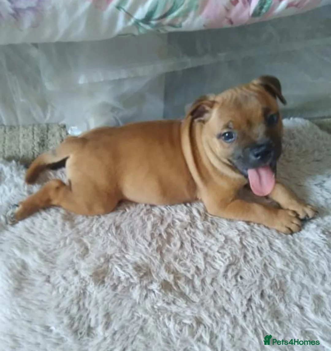 Staffordshire Bull Terrier dogs for stud: 🥨CHIEF CHAMPION SIRED 🥨🏆  in Rochdale - Advert 11