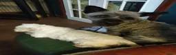Cairn Terrier dogs for sale: KC Registered cairn terrier in Bradford - Advert 2