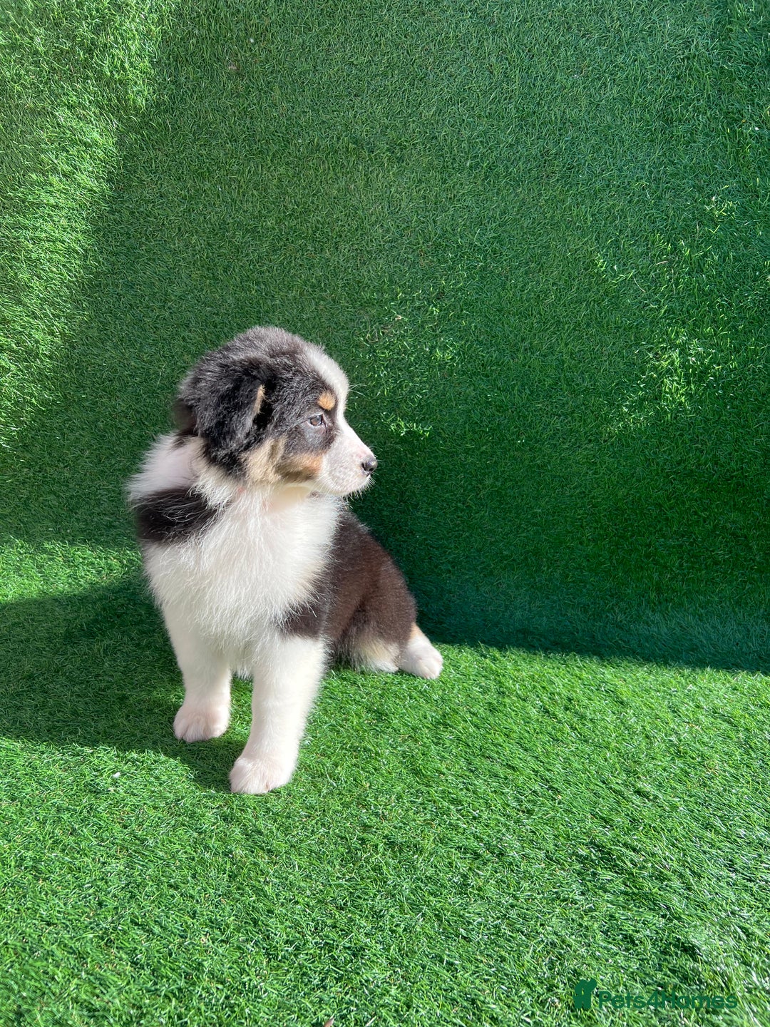 Australian Shepherd dogs for sale: Australia shepherd Kc puppies  - Image 2