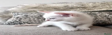 Ragdoll 3