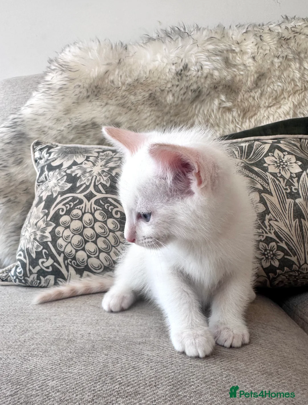 Ragdoll cats for sale: 3/4 Ragdoll x Snow Bengal kittens 🐾 - Advert 2