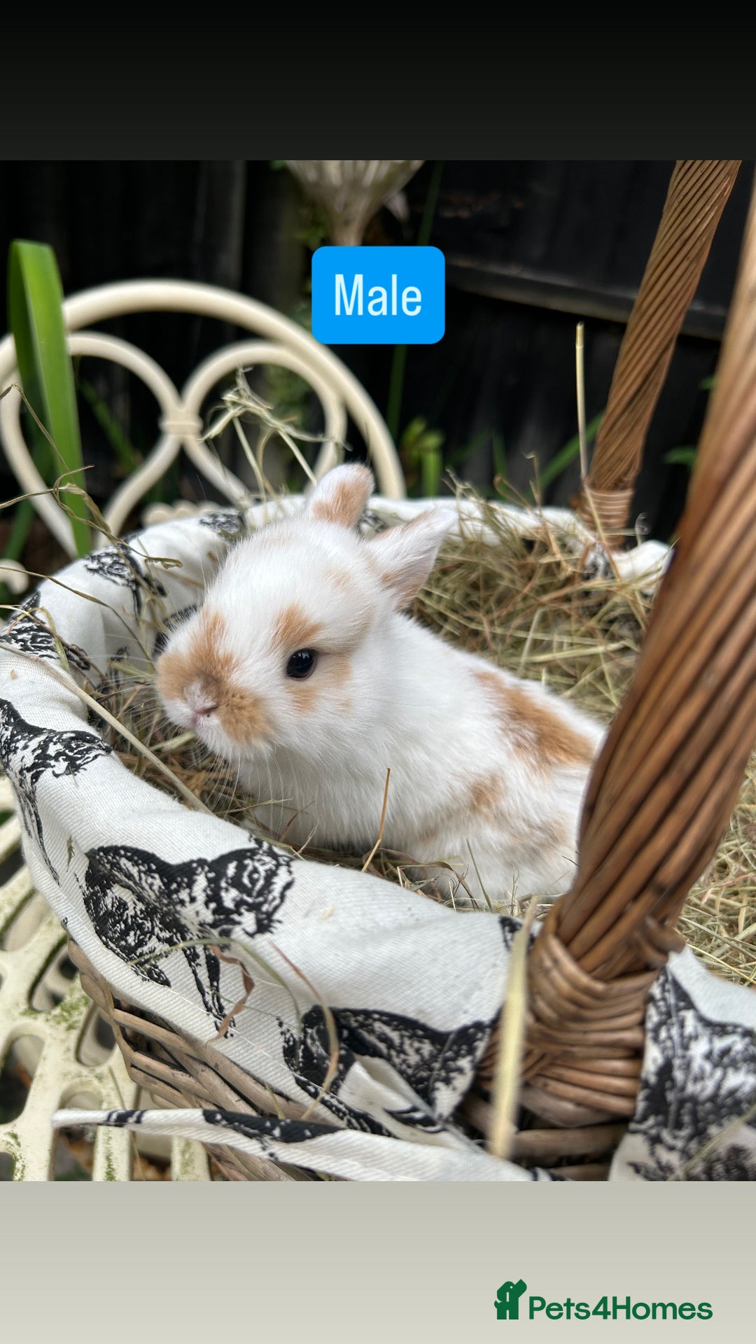 Mini Lop rabbits for sale: Baby Rabbits - Image 2